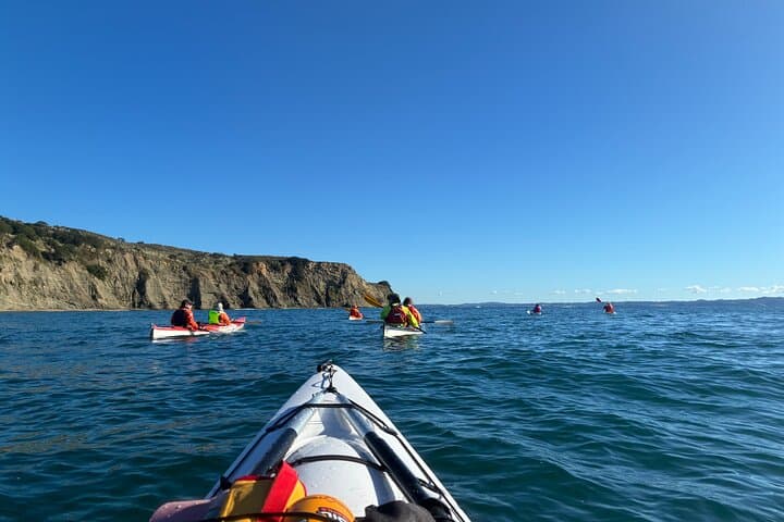 Tiritiri Matangi Sea Kayak: Full-Day Wildlife Paddle from Auckland photo 3