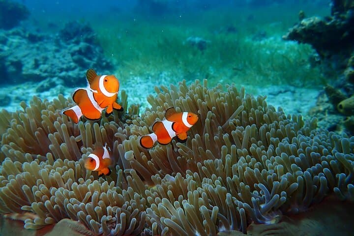 Cebu Island Hopping: Snorkel Hilutungan, Relax on Nalusuan & Caohagan with BBQ Lunch photo 5