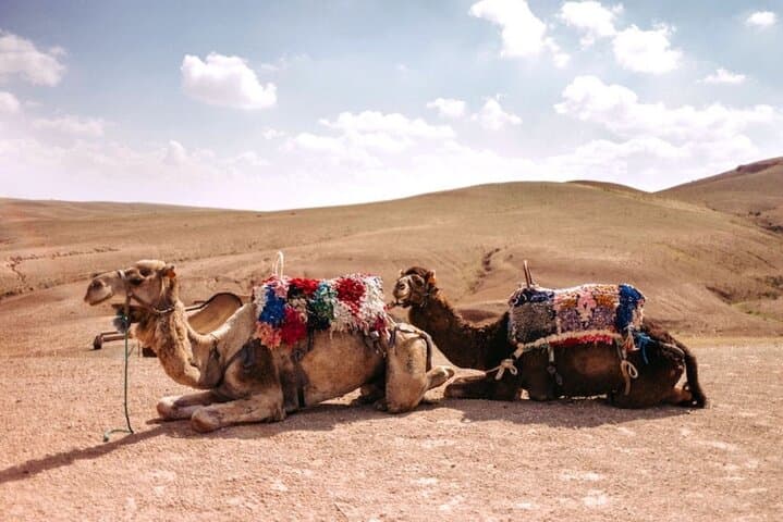 Agafay Desert Dinner, Quad Bike and Sunset Camel Ride from Marrakech photo 6