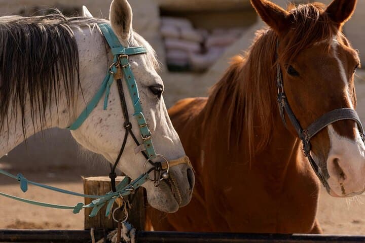 Cappadocia Horseback Riding: Sunrise, Daytime & Sunset Guide photo 5