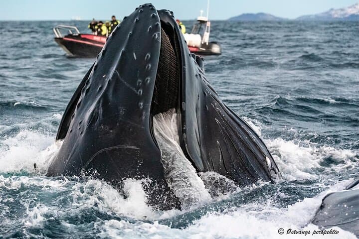 Arctic RIB Whale Safari from Tromsø to Skjervøy — Orcas & Humpbacks photo 4