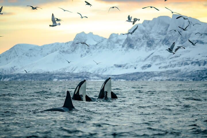 Arctic RIB Whale Safari from Tromsø to Skjervøy — Orcas & Humpbacks photo 2