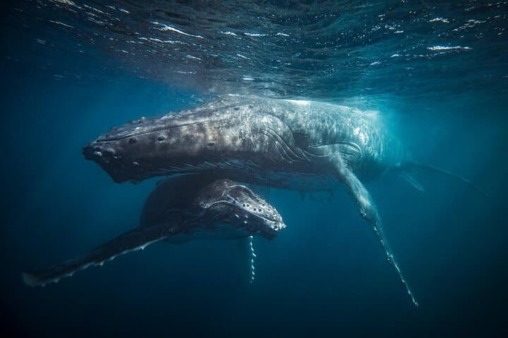 Arctic RIB Whale Safari from Tromsø to Skjervøy — Orcas & Humpbacks photo 5