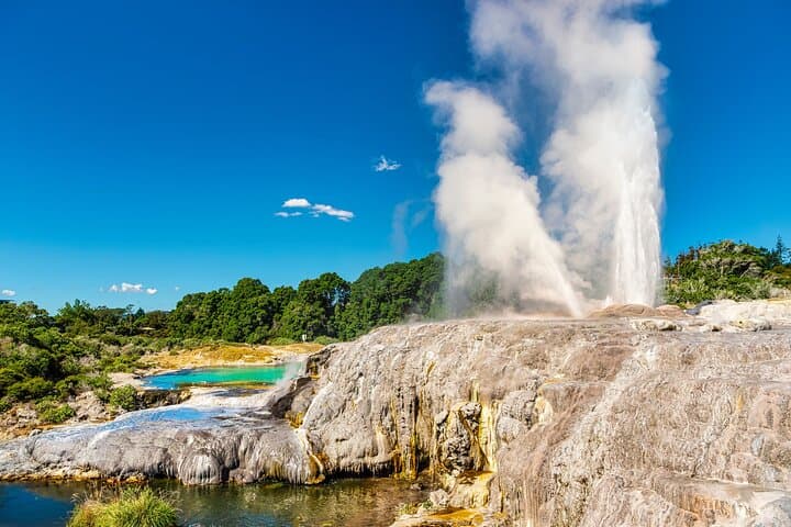 Rotorua Afternoon Te Puia Tour — Māori Culture, Pohutu Geyser & Kiwi House