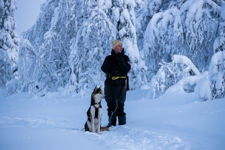 Train and Hike with Alaskan Huskies in Pallas–Ylläs National Park photo 2