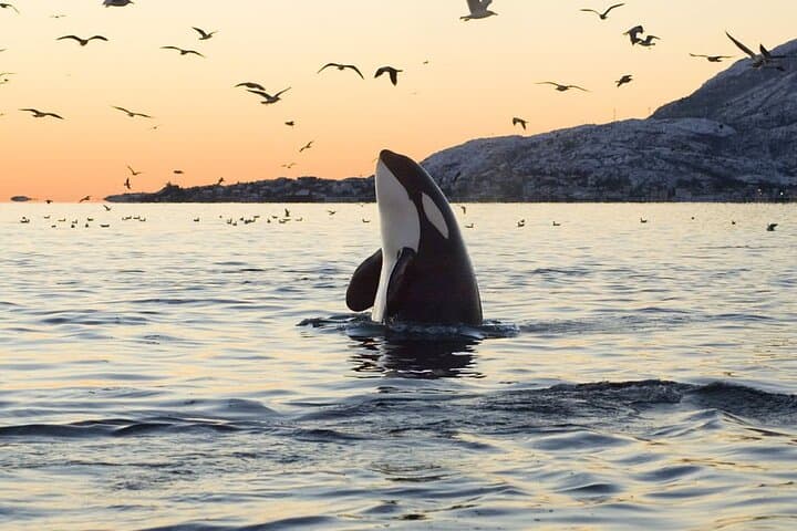 Arctic RIB Whale Safari from Tromsø to Skjervøy — Orcas & Humpbacks
