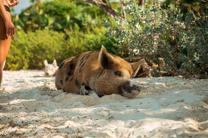 Koh Samui Island Hopping: Coral Snorkeling & Pig Island Day Tour photo 2