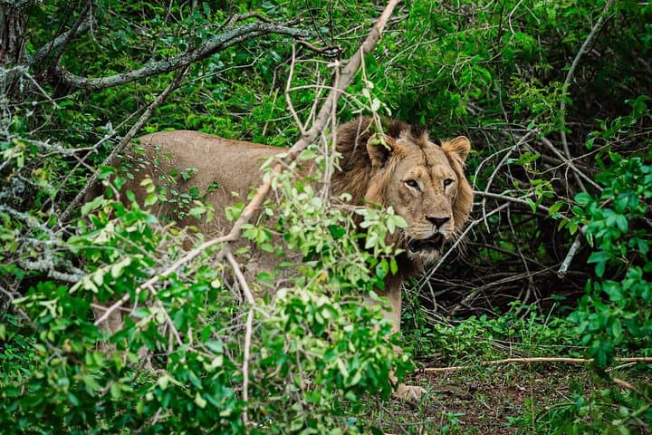 Private Day Trip to Akagera National Park — Big Five Safari from Kigali