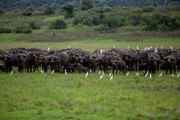 Private Day Trip to Akagera National Park — Big Five Safari from Kigali