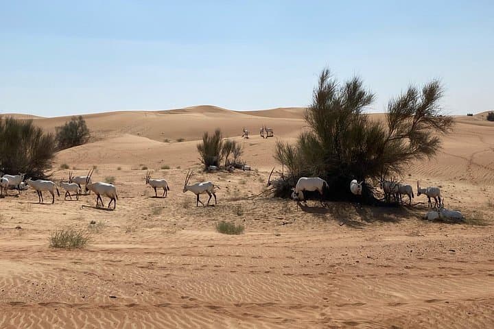 Overnight Sherpa Camp in Dubai Desert Conservation Reserve — All-Inclusive Desert Safari Stay photo 3