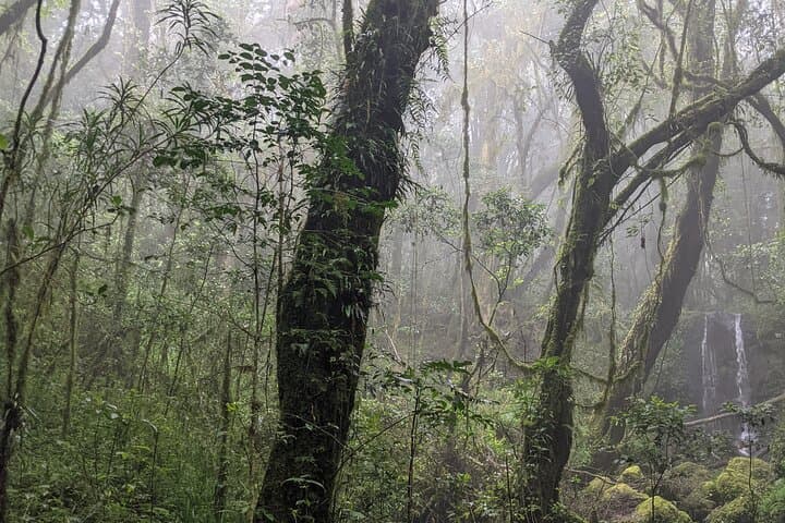 Kilimanjaro Day Hike: Marangu Route to Mandara Hut photo 3