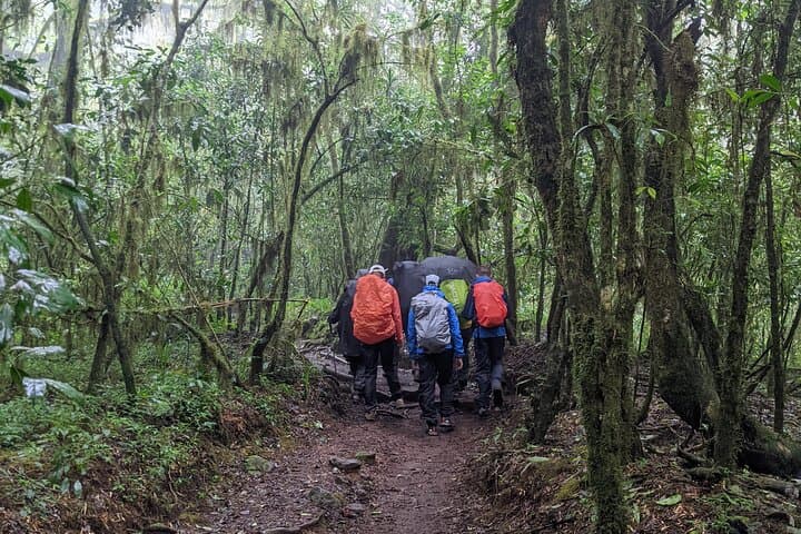 Kilimanjaro Day Hike: Marangu Route to Mandara Hut photo 4