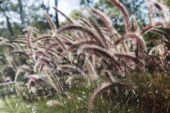 Sydney Botanic Garden Kids Quest: Self-Guided Nature Puzzle Adventure photo 5