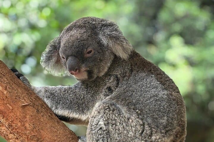 Sydney Botanic Garden Kids Quest: Self-Guided Nature Puzzle Adventure photo 4