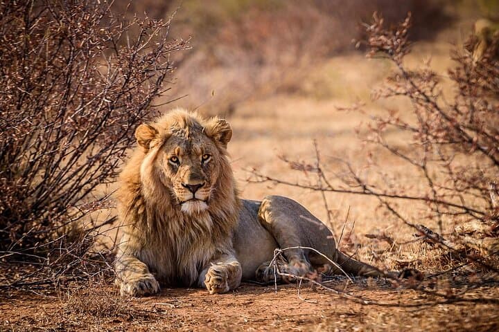 Tsavo East Day Safari from Mombasa — Big Five Game Drive & Galana River