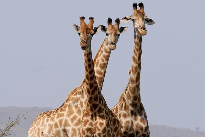 Tsavo East Day Safari from Mombasa — Big Five Game Drive & Galana River photo 2