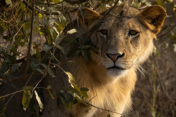 Tsavo East Day Safari from Mombasa — Big Five Game Drive & Galana River photo 4