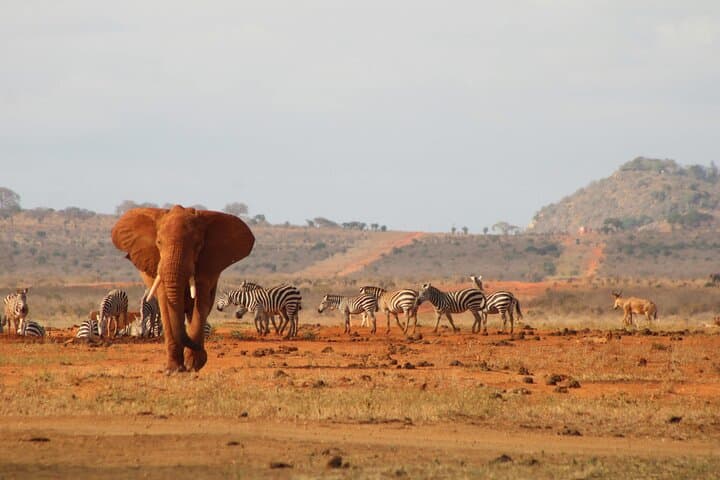 Tsavo East Day Safari from Mombasa — Big Five Game Drive & Galana River photo 5