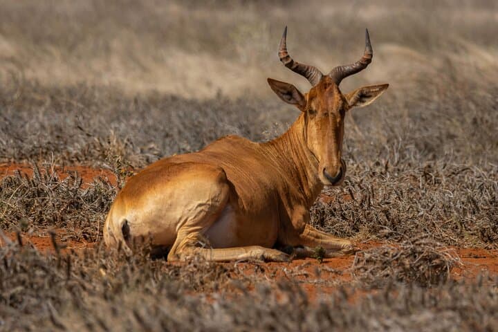 Tsavo East Day Safari from Mombasa — Big Five Game Drive & Galana River photo 6