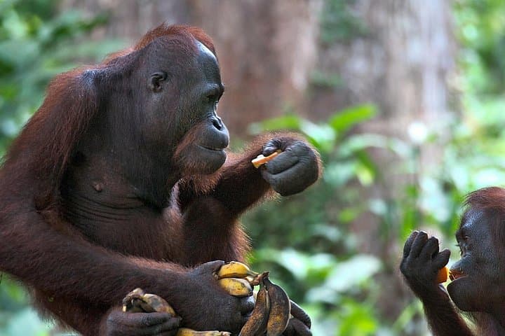 Sandakan 2D/1N: Sepilok Orangutan, Sun Bear & Kinabatangan River Cruise photo 4