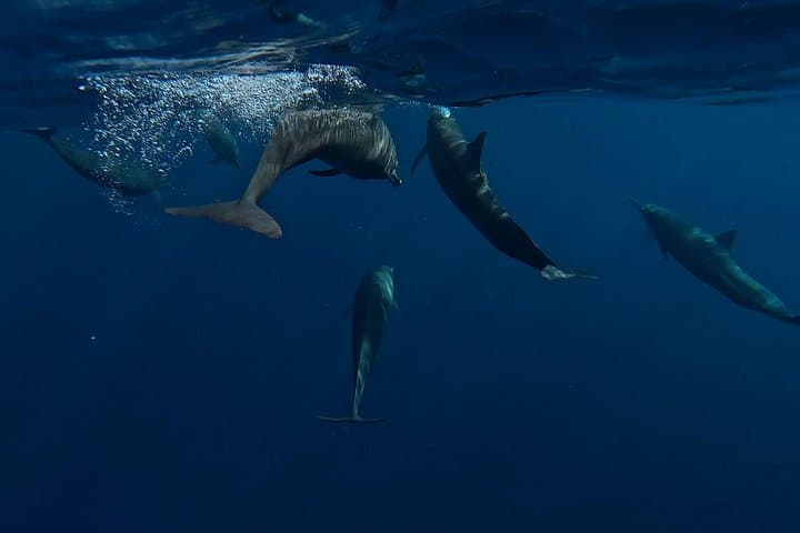 Private Dolphin and Turtle Tour from Puerto Escondido — Early-Morning Pacific Wildlife Cruise