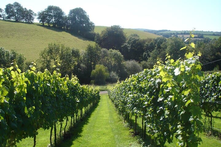 Wellhayes Vineyard Tour — Sparkling Wine, Handmade Chocolates & Devon Cream Tea photo 4