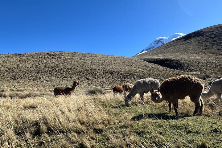 Two-Day Chimborazo, Cotopaxi & Quilotoa Volcano Adventure photo 3