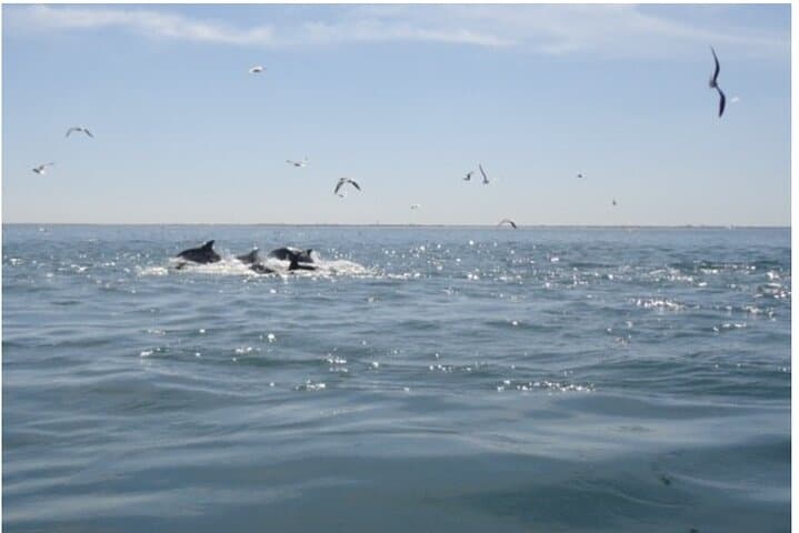 Private Dolphin Tour in St. Augustine: 2-Hour Wild Dolphin Cruise