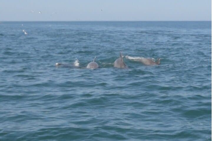 Private Dolphin Tour in St. Augustine: 2-Hour Wild Dolphin Cruise photo 2