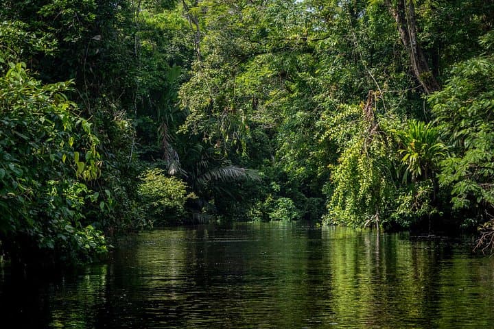 Paddle the Hidden Canals: Kayak Tour in Tortuguero National Park photo 4