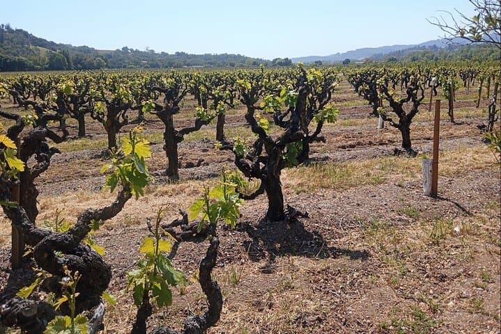 Private Chauffeured Napa Winery Tour: Personalized Six-Hour Wine Country Experience photo 3