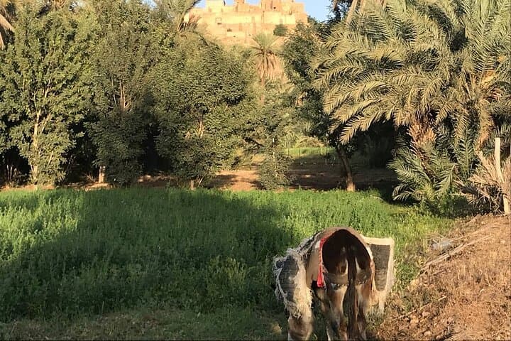 Taroudant Day Trip: Tiout Oasis, Souks & Berber Culture from Agadir photo 2