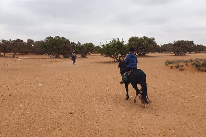 Camel and Horseback Ride Through Agadir's Dunes and Eucalyptus Forest photo 4