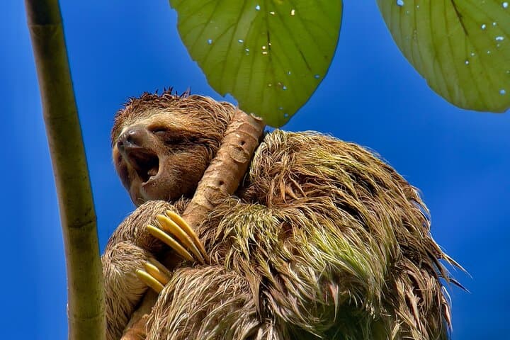 Manuel Antonio Guided Nature Walk: Sloths, Monkeys & Beach photo 3