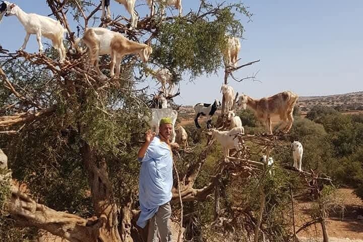 Dar Imoughlad Atlas Mountains Guided Hike with Traditional Food from Marrakech photo 3