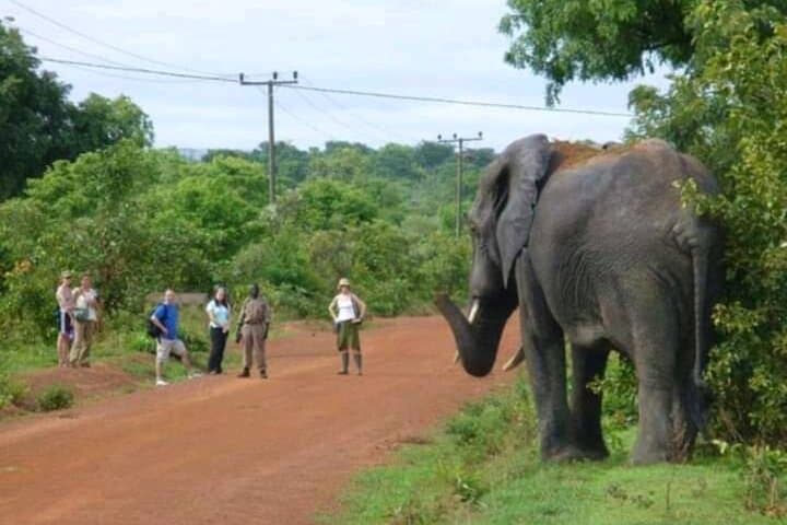 3-Day Mole National Park Safari: Elephants, Walking Safaris & Cultural Visits photo 2