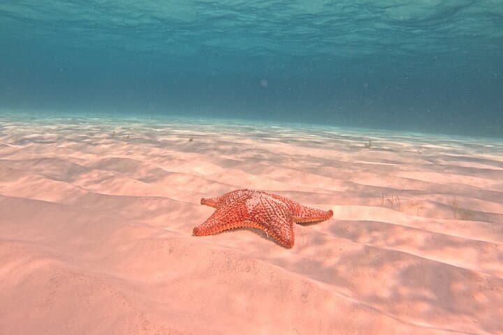 Cozumel Private Boat Tour to Palancar, El Cielo & El Cielito — Snorkel with Starfish and Stingrays photo 2