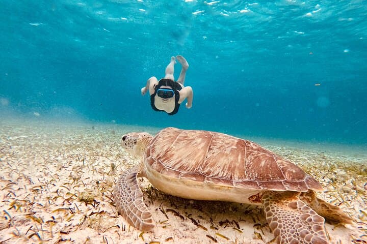 Cozumel Private Boat Tour to Palancar, El Cielo & El Cielito — Snorkel with Starfish and Stingrays