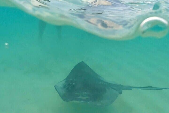 Cozumel Private Boat Tour to Palancar, El Cielo & El Cielito — Snorkel with Starfish and Stingrays photo 3