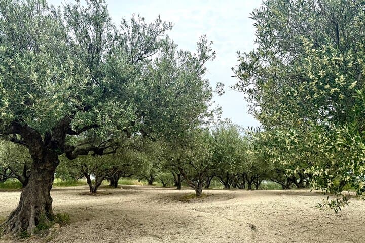 Cretan Senses: Melidoni Cave Olive Oil, Honey & Wine Tasting Experience photo 6