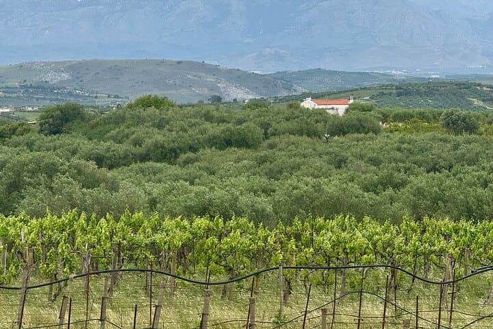 Cretan Senses: Melidoni Cave Olive Oil, Honey & Wine Tasting Experience photo 4