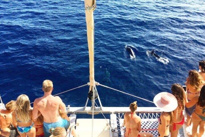 Honolulu Whale Watching Sail: Open-Bar Catamaran to See Humpbacks photo 2