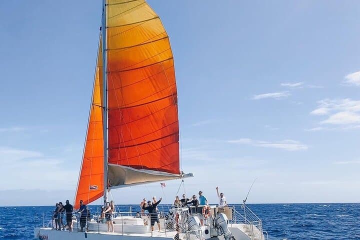 Honolulu Whale Watching Sail: Open-Bar Catamaran to See Humpbacks photo 4