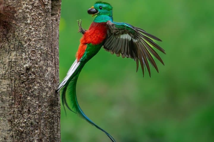 Private Quetzal and Hummingbird Birdwatching Tour from San José photo 1