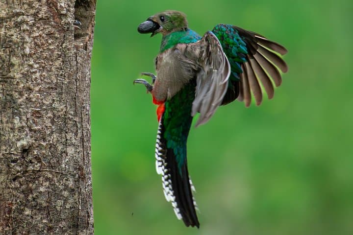 Private Quetzal and Hummingbird Birdwatching Tour from San José photo 3