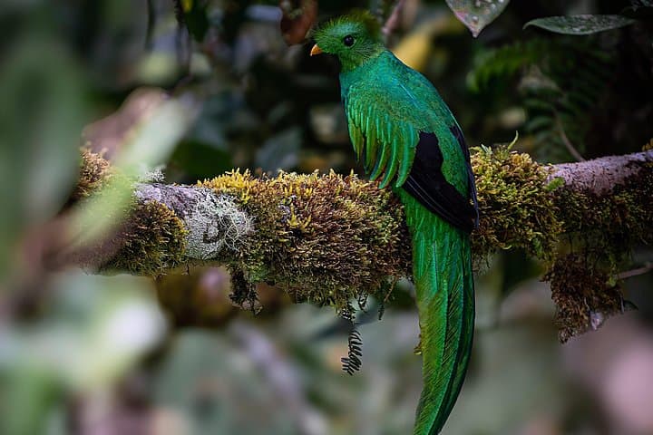 Private Quetzal and Hummingbird Birdwatching Tour from San José photo 4