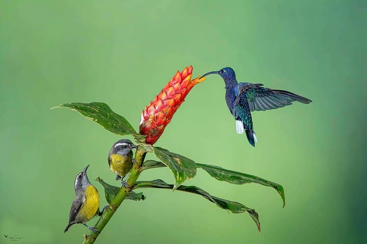 Private Quetzal and Hummingbird Birdwatching Tour from San José photo 2