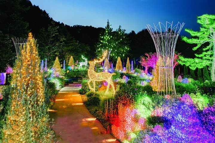 Seoul Day Trip: Nami Island, Apple Picking & Starlight Garden Light Festival