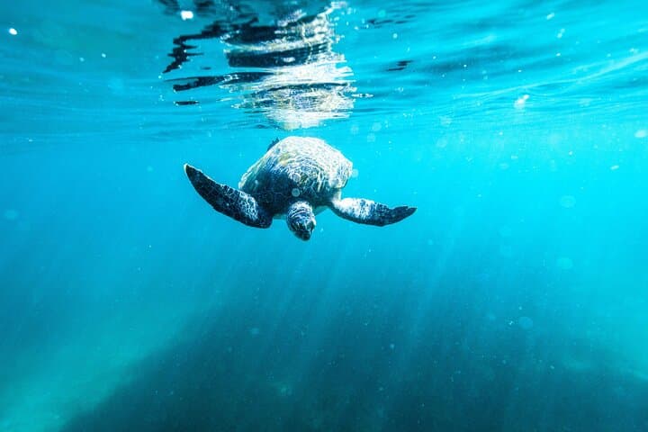 Private Snorkel at Cabbage Tree Bay: Manly's No-Take Marine Reserve photo 5