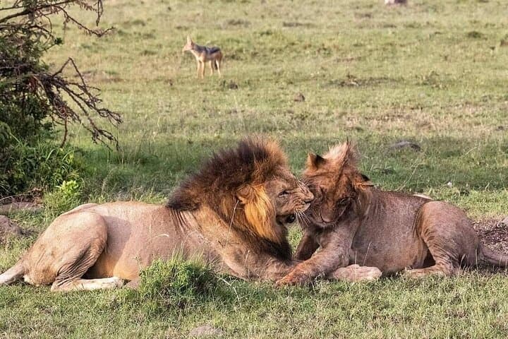 4-Day Serengeti & Ngorongoro Camping Safari from Arusha photo 3